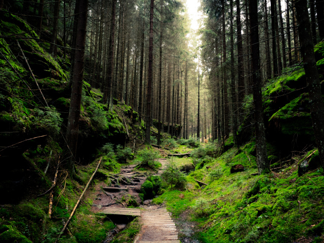 Дорога в покрытом мхом хвойном лесу