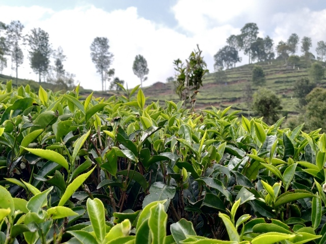 Кусты чая на плантации крупным планом