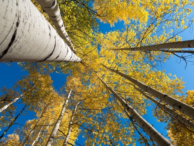 Желтые кроны берез под голубым небом