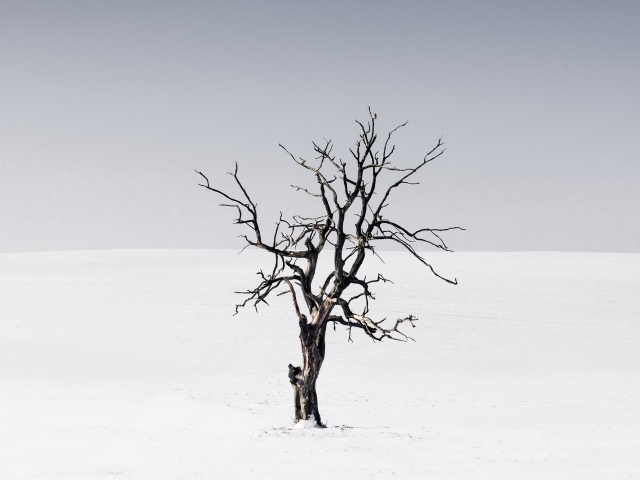 Сухое дерево среди пустыни на сером фоне