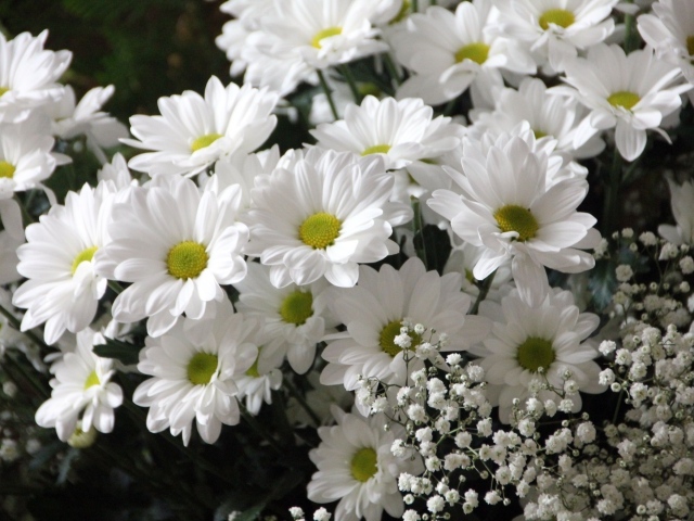 Букет белых хризантем с цветами гипсофилы