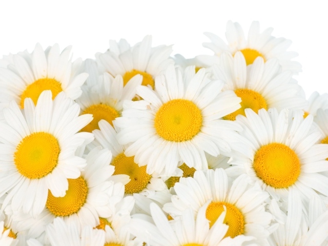 Букет белых ромашек с желтой серединкой на белом фоне