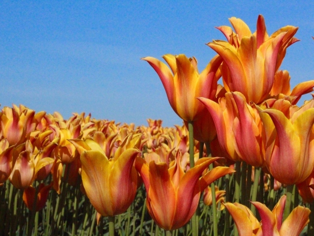 Много оранжевых тюльпанов на фоне голубого неба