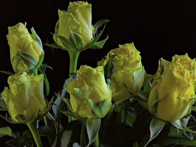 Много желтых роз на черном фоне крупным планом