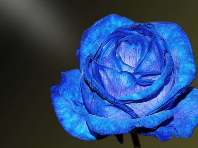 Красивая синяя роза с нежными лепестками