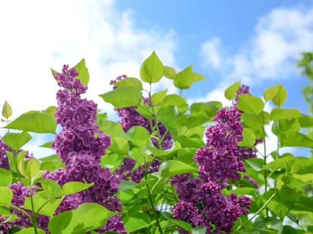 Красивые ветки сирени на фоне голубого неба 