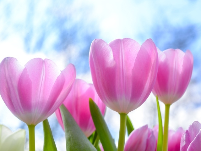 Красивые нежные розовые тюльпаны на фоне неба
