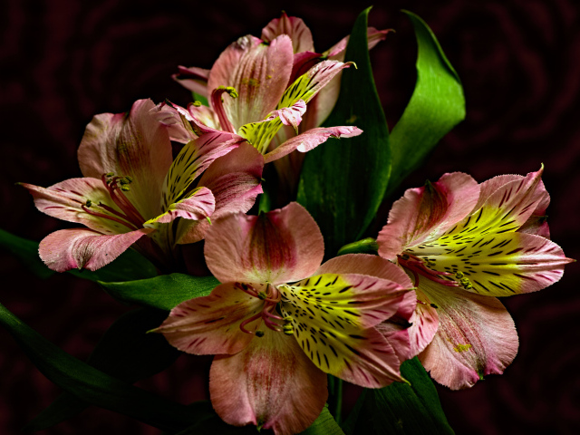 Красивые розовые цветы альстромерия крупным планом