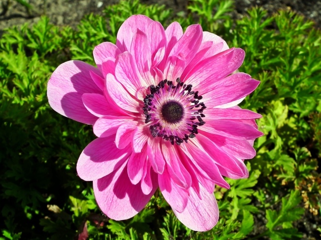 Красивый розовый цветок анемона крупным планом