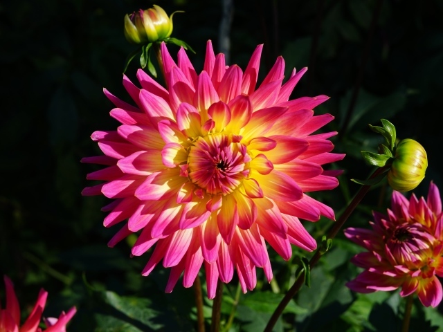 Красивая розовая георгина с желтой серединой с бутонами