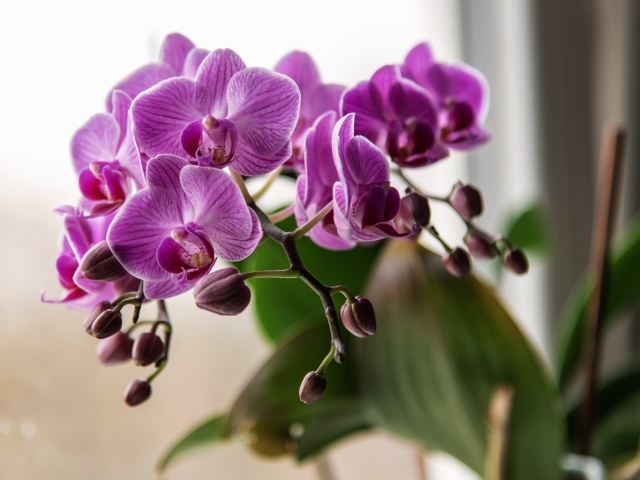 Красивые розовые цветы орхидеи с бутонами крупным планом