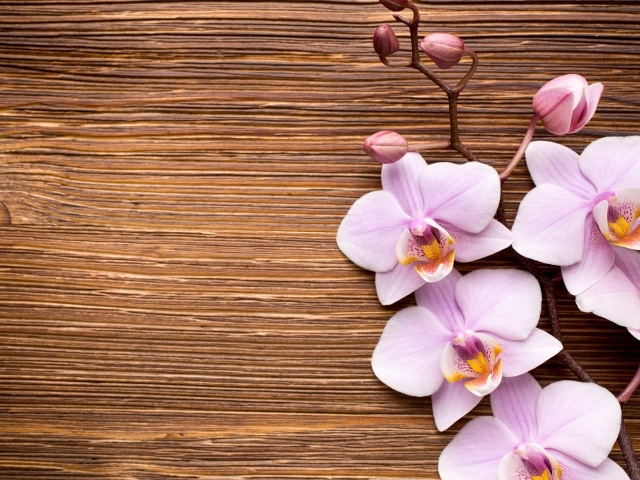 Красивые розовые орхидеи на деревянном фоне