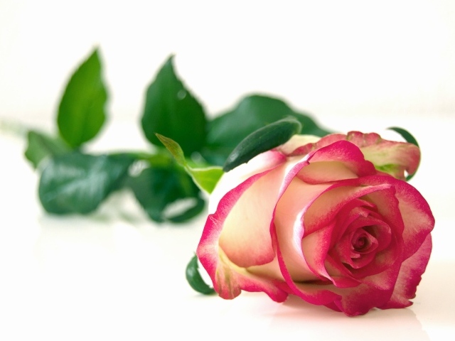 Красивая розовая роза с зелеными листьями на белом фоне 