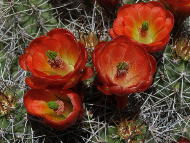 Красивые красные цветы колючего кактуса крупным планом