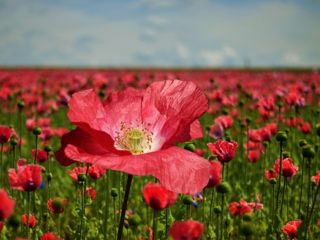 Красивый красный мак на поле крупным планом