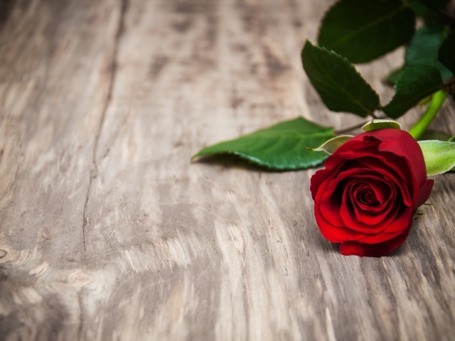 Красивая красная роза на деревянной поверхности 