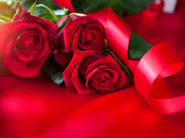 Красивые красные розы с атласной лентой на красном фоне