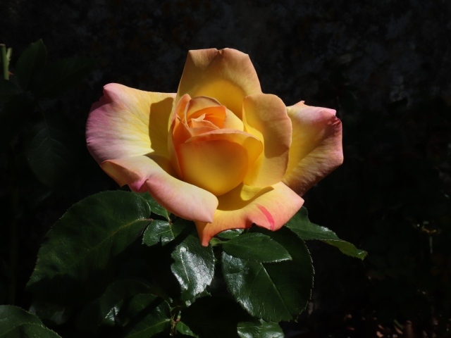 Красивая роза с зелеными листьями на клумбе крупным планом 