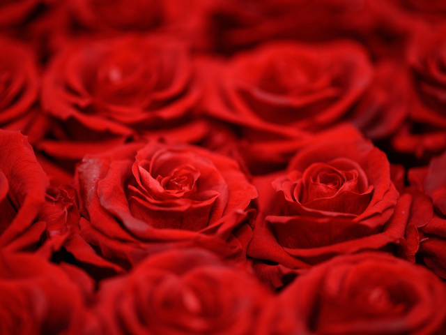 Красивые алые розы крупным планом