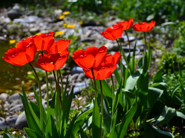 Красивые алые тюльпаны в лучах солнца на клумбе