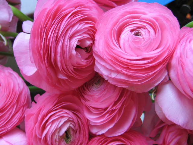 Красивые нежные розовые лютики крупным планом