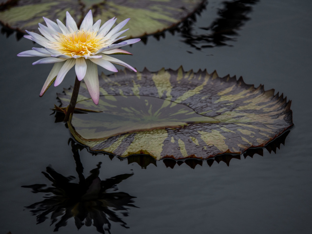 Красивый белый цветок водяной лилии в воде 