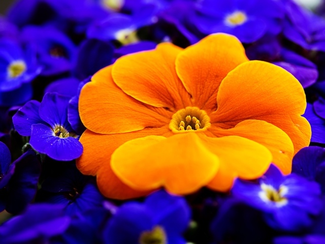 Большой оранжевый цветок примулы среди голубых