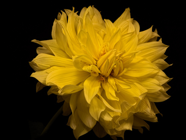 Большой желтый цветок георгины на черном фоне