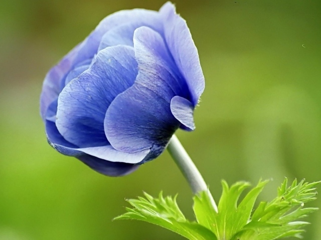 Синий цветок анемона на зеленом фоне
