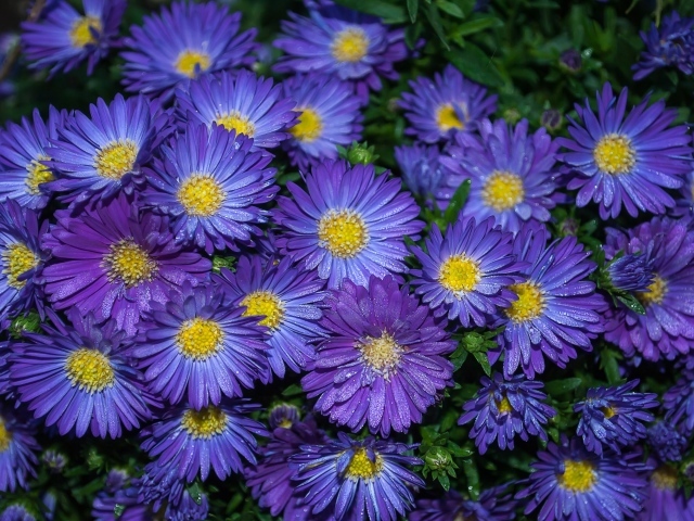 Синие цветы астра крупным планом