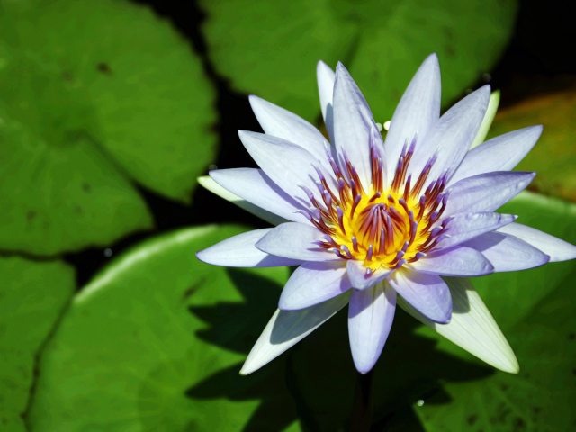 Синяя водяная лилия с зелеными листьями в воде