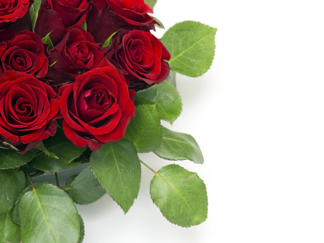 Букет красивых праздничных красных роз на белом фоне