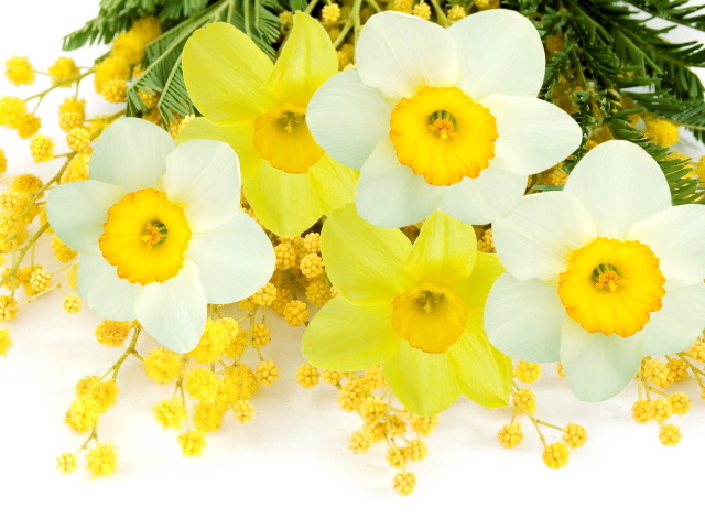 Букет нарциссов с веточками мимозы на белом фоне