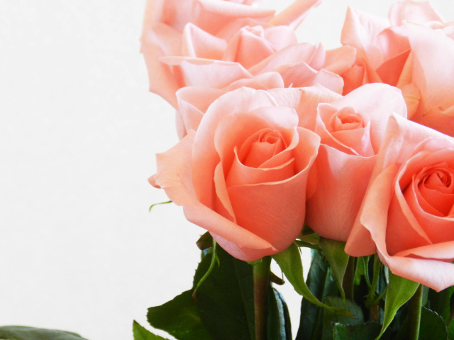 Букет нежных розовых роз крупным планом на белом фоне