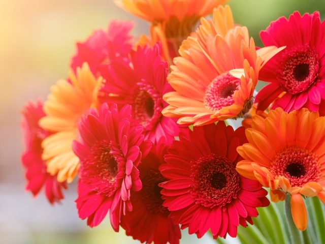 Букет разноцветной герберы крупным планом