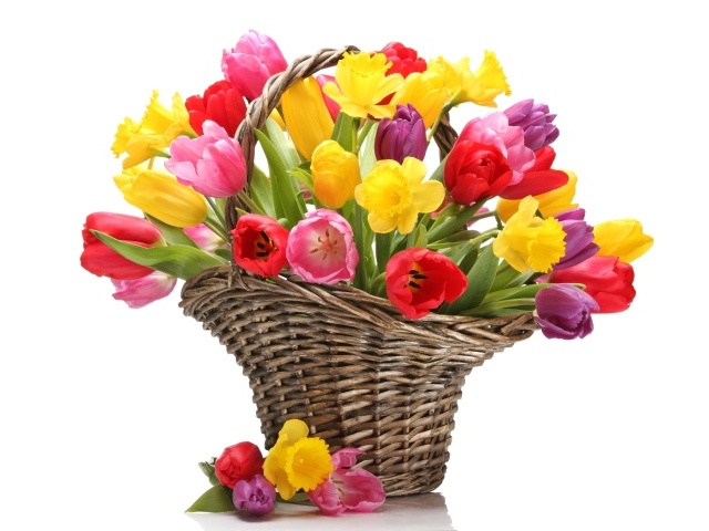 Букет разноцветных тюльпанов в плетеной корзине на белом фоне