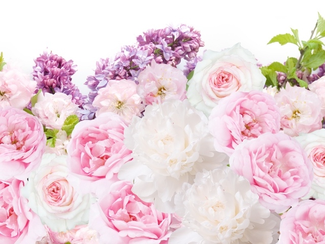 Букет пионов с сиренью на белом фоне