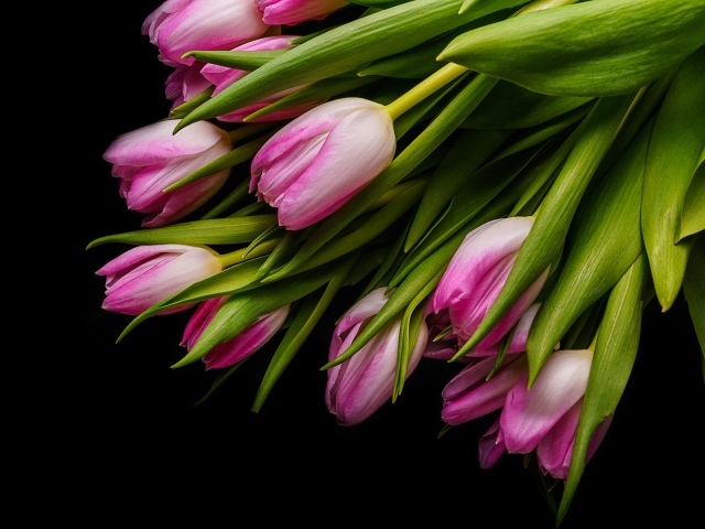 Букет розовых тюльпанов с зелеными листьями на черном фоне