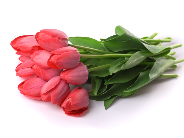 Букет красных тюльпанов лежит на белом фоне