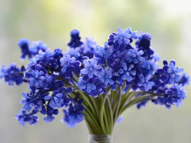 Букет весенних голубых цветов