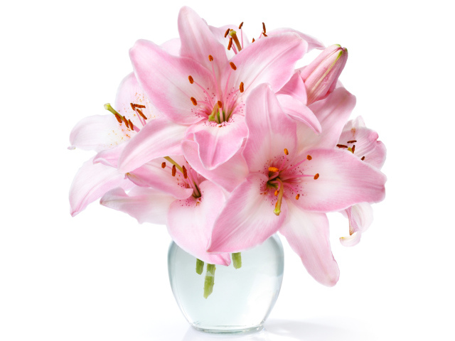 Букет нежных розовых лилий в стеклянной вазе на белом фоне