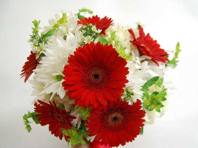 Букет белых хризантем с красными герберами
