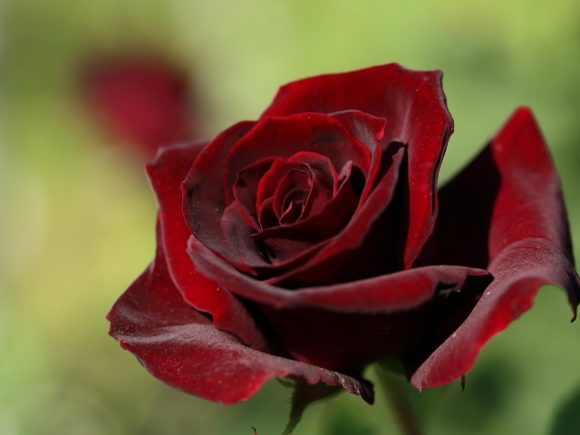 Темная бордовая роза крупным планом