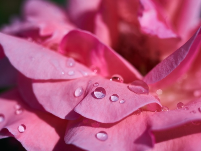 Нежные розовые лепестки розы в каплях росы