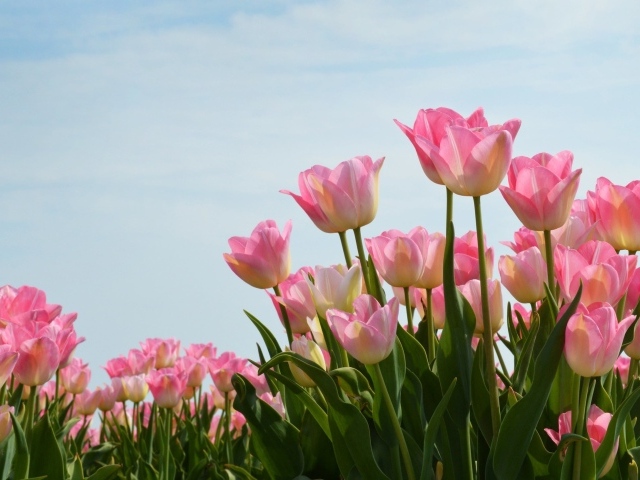 Нежные розовые тюльпаны на фоне голубого неба