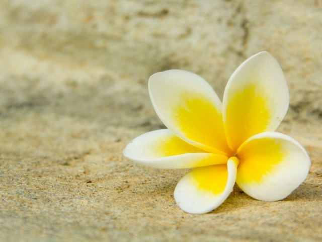 Нежный цветок плюмерии лежит на песке