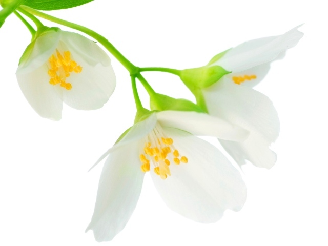 Нежные белые цветы жасмина на белом фоне крупным планом