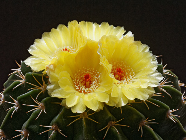 Нежные желтые цветы на зеленом колючем кактусе