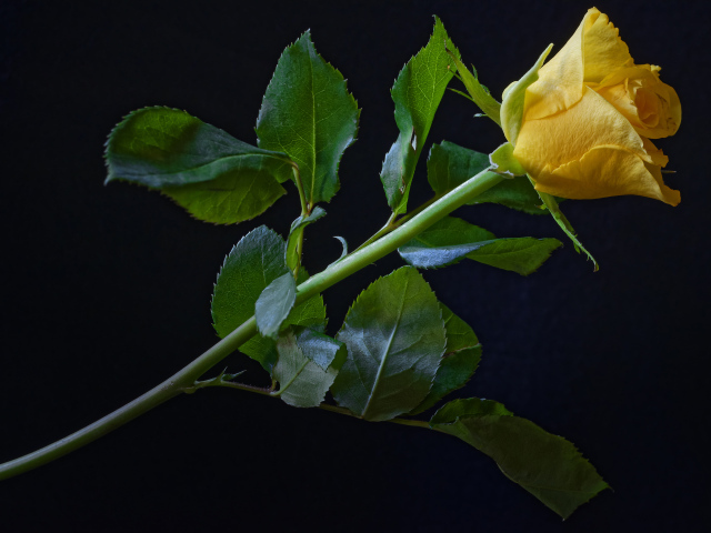 Нежная желтая роза с зелеными листьями на черном фоне