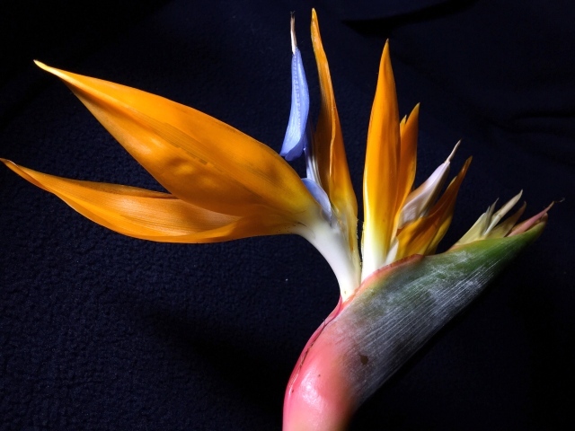 Экзотический цветок стрелиция на черном фоне